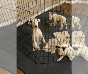 Bull Terrier Litter for sale in DEVINE, TX, USA
