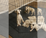 Small Bull Terrier