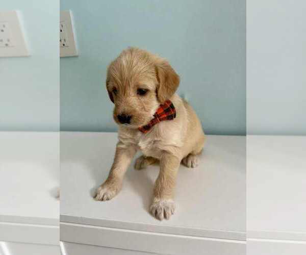 Medium Photo #7 Aussiedoodle-Labradoodle Mix Puppy For Sale in BRYANTOWN, MD, USA