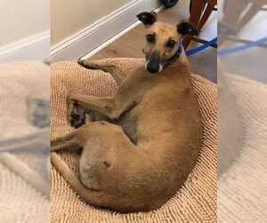 Roo - Male Greyhound Dog for Adoption - Photo #3