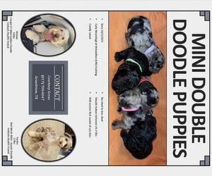 Double Doodle Puppy for sale in GRANDVIEW, TX, USA