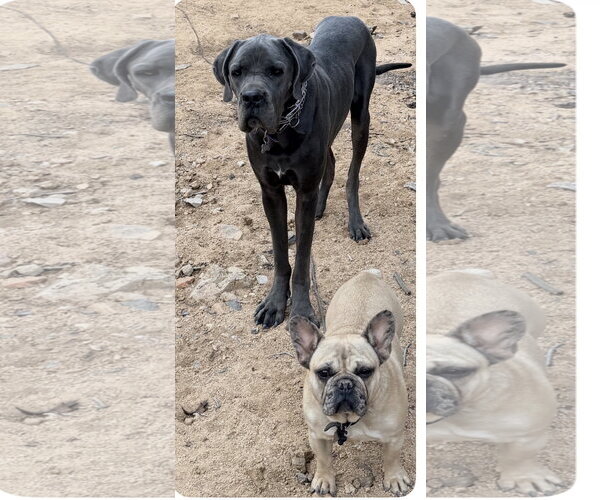 Medium Photo #4 Mutt Puppy For Sale in Goodyear, AZ, USA