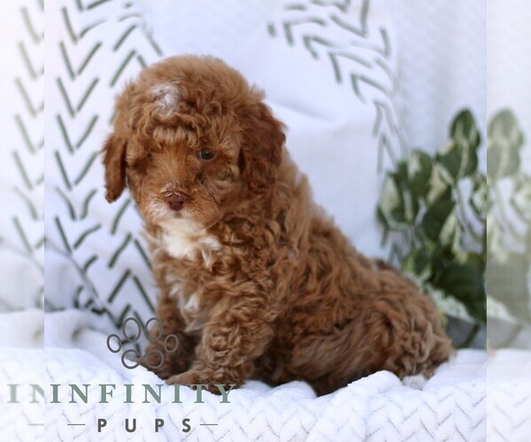 Medium Photo #2 Cavapoo (Miniature) Puppy For Sale in ELIZABETHTOWN, PA, USA