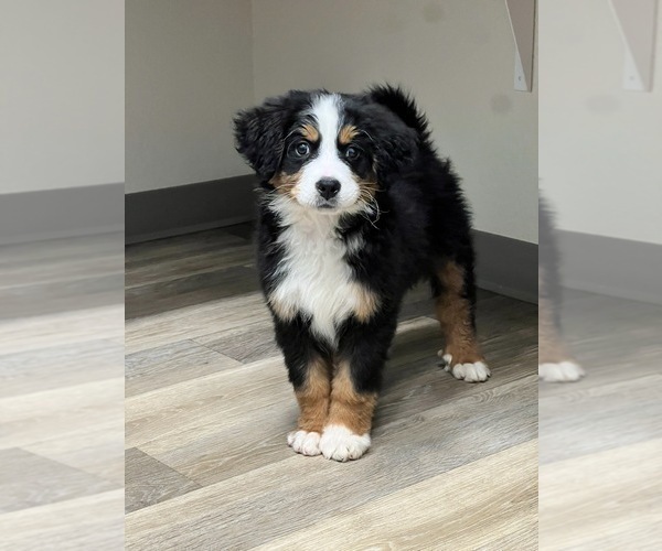 Medium Photo #1 Bernese Mountain Dog Puppy For Sale in PEYTON, CO, USA