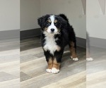 Puppy Bolt Bernese Mountain Dog