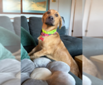 Small #3 Basset Hound-Retriever  Mix
