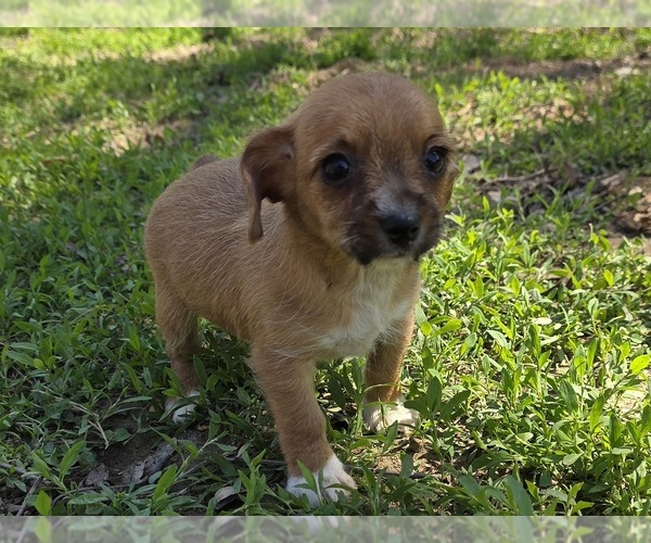 Medium Photo #2 Yorkshire Terrier Puppy For Sale in HUDDLESTON, VA, USA