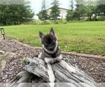 Small #21 Alaskan Klee Kai-Pomsky Mix