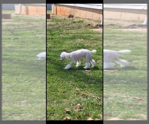 Mother of the Poodle (Toy) puppies born on 06/02/2025