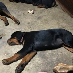 Rottweiler Puppy for sale in HONEA PATH, SC, USA