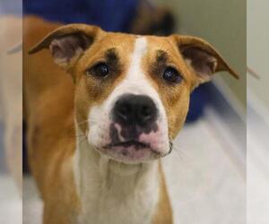 American Staffordshire Terrier-Unknown Mix Dogs for adoption in San Antonio, TX, USA
