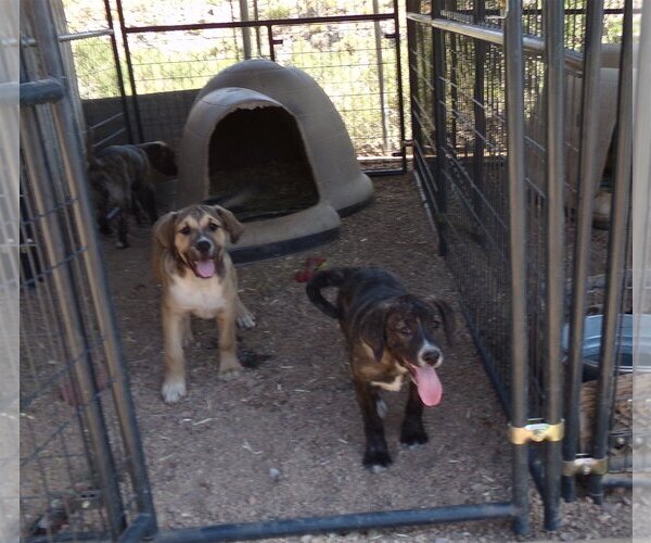 Medium Photo #1 Mutt Puppy For Sale in Golden Valley, AZ, USA