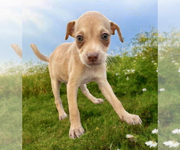 Medium Photo #4 Chihuahua-Unknown Mix Puppy For Sale in Jefferson, NJ, USA