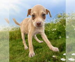 Small #3 Chihuahua Mix