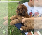 Small Photo #7 Shih-Poo Puppy For Sale in HONEY BROOK, PA, USA