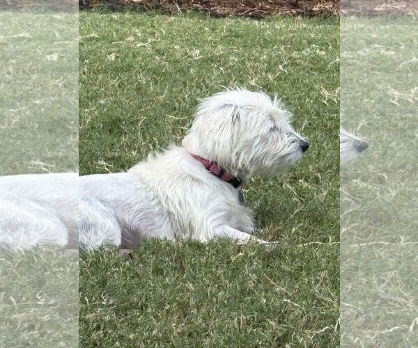 Medium Photo #3 Mutt Puppy For Sale in Holly Springs, NC, USA