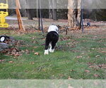 Small Photo #45 Old English Sheepdog Puppy For Sale in MARIONVILLE, MO, USA