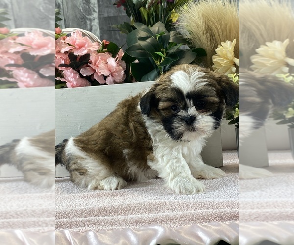 Medium Photo #2 Shih Apso Puppy For Sale in CANOGA, NY, USA