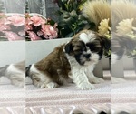 Small #1 Shih Apso