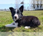 Small #8 Border Collie