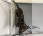 Small American Pit Bull Terrier