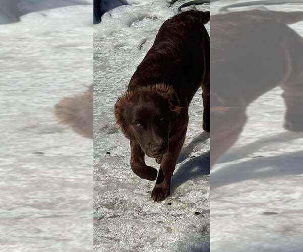 Medium Photo #1 Border-Aussie Puppy For Sale in Aurora, IN, USA