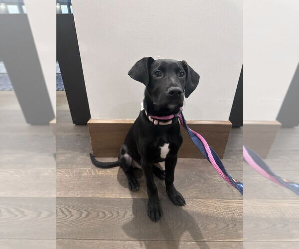 Medium Photo #7 Mutt Puppy For Sale in Boston, MA, USA