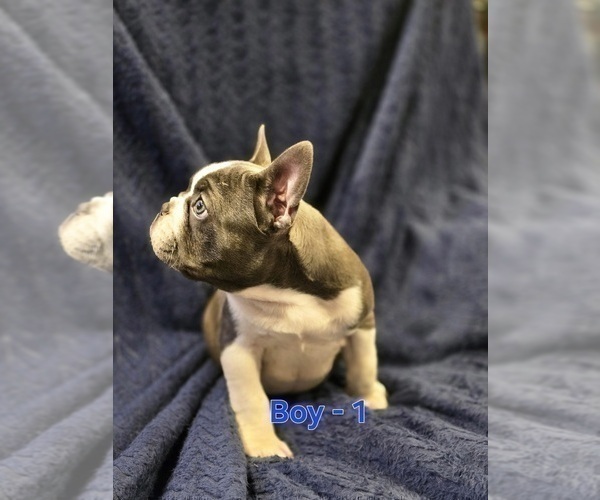 Medium Photo #4 French Bulldog Puppy For Sale in NAMPA, ID, USA