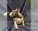 Small Photo #5 French Bulldog Puppy For Sale in NAMPA, ID, USA