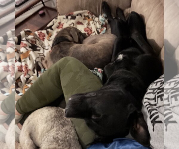 Medium Photo #9 Mutt Puppy For Sale in Fargo, ND, USA