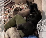Small Photo #9 Mutt Puppy For Sale in Fargo, ND, USA