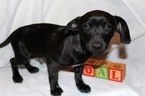 Puppy 4 Chilier-Chipin Mix
