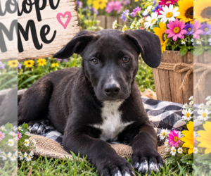 Labrador Retriever Dogs for adoption in Yardley, PA, USA