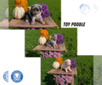 Small #11 Poodle (Toy)