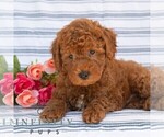 Small #4 Goldendoodle (Miniature)