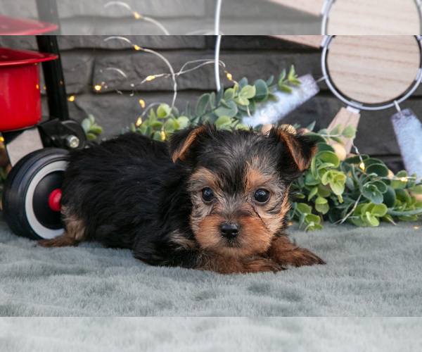 Medium Photo #8 Yorkshire Terrier Puppy For Sale in MONROE, IN, USA