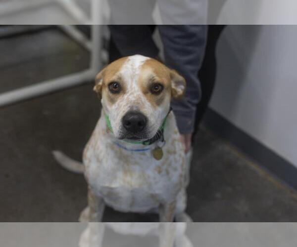 Medium Photo #1 Labrador Retriever-Unknown Mix Puppy For Sale in Mountain Home, AR, USA