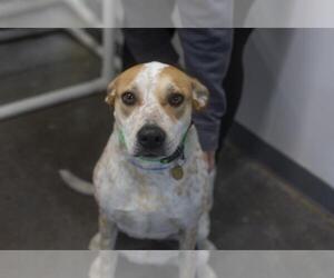 Labrador Retriever-Unknown Mix Dogs for adoption in Mountain Home, AR, USA