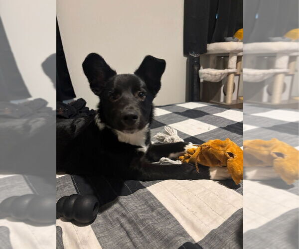 Medium Photo #4 Border Collie-Unknown Mix Puppy For Sale in Lakewood, CO, USA