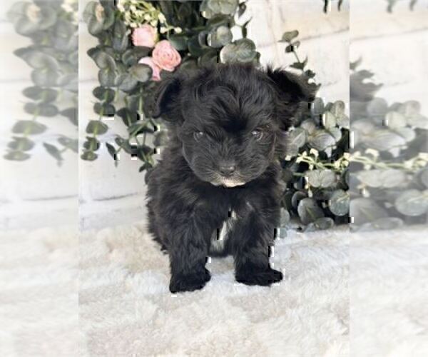 Medium Photo #13 Morkie Puppy For Sale in THONOTOSASSA, FL, USA