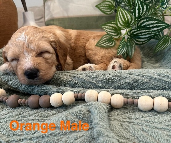 Medium Photo #23 Golden Mountain Doodle  Puppy For Sale in CHOUDRANT, LA, USA