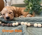 Puppy Orange male Golden Mountain Doodle