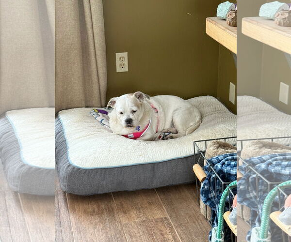 Medium Photo #2 Bulldog-Unknown Mix Puppy For Sale in East Derry, NH, USA