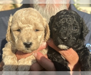 Goldendoodle (Miniature) Litter for sale in EAGLE MOUNTAIN, UT, USA