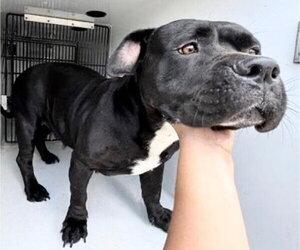 Mutt Dogs for adoption in Houston, TX, USA