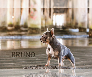 Father of the French Bulldog puppies born on 04/25/2025