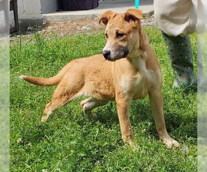 Labsky Dogs for adoption in Wetumpka, AL, USA