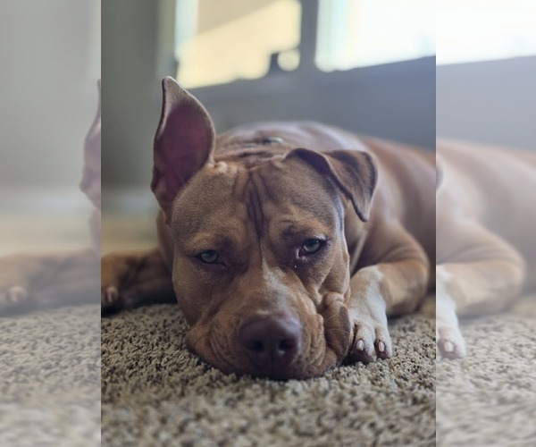 Medium Photo #4 American Pit Bull Terrier-Unknown Mix Puppy For Sale in Visalia, CA, USA