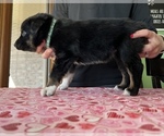 Small Photo #3 Australian Shepherd Puppy For Sale in ELNORA, IN, USA