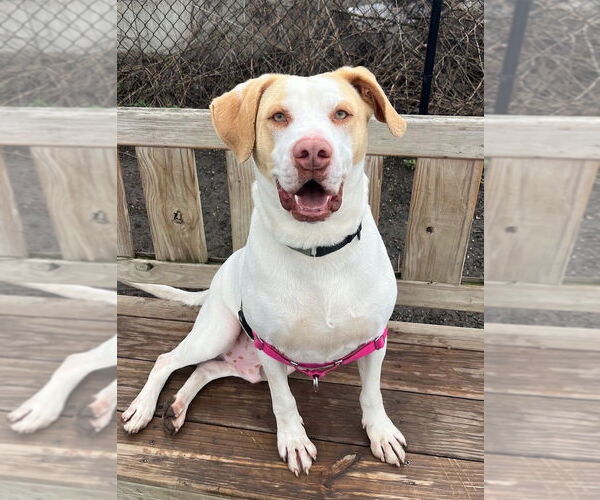 Medium Photo #5 Mutt Puppy For Sale in Elmsford, NY, USA